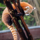 Illustration for article titled Exclusive Photos of the San Francisco Zoo's New Red Panda